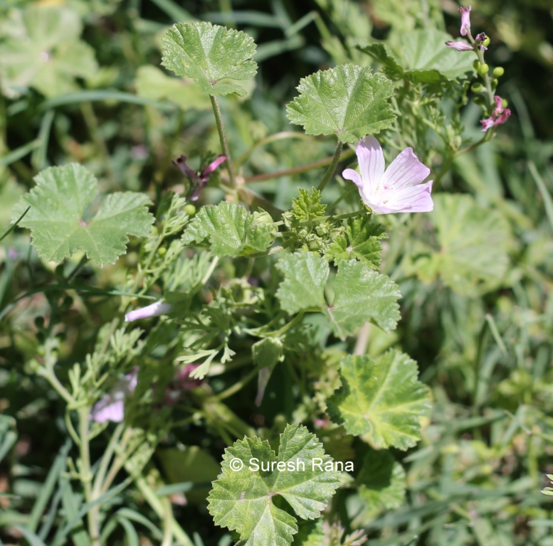 Malva Neglecta Eflora Of India